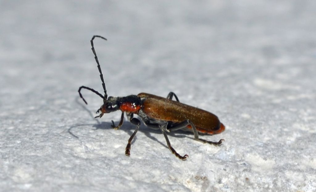 Cantharis quadripunctata, Cantharidae